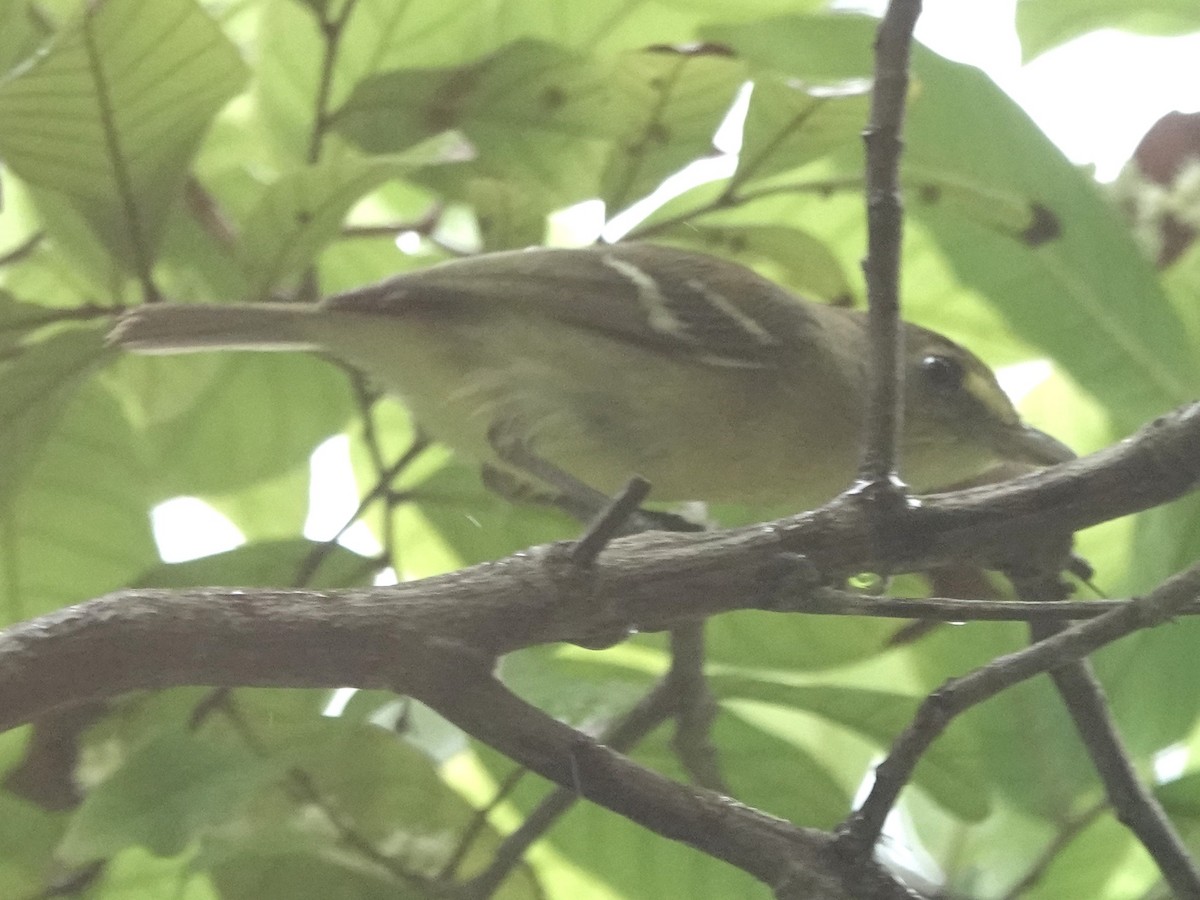 Mangrove Vireo - ML645275039