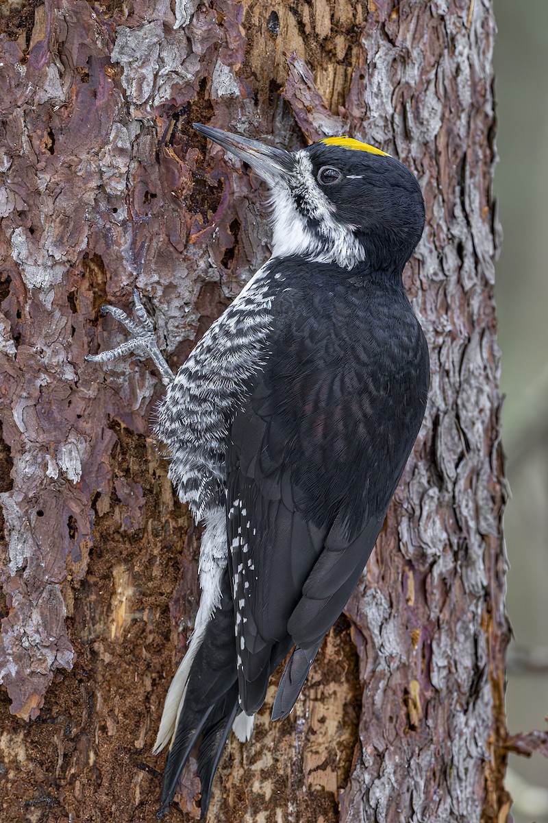 Black-backed Woodpecker - ML645275041