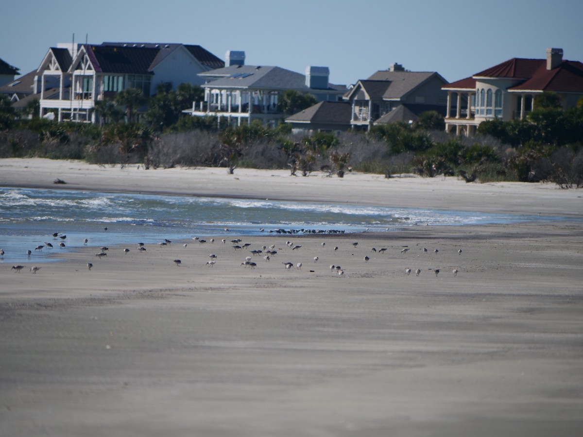 Red Knot - ML645275044