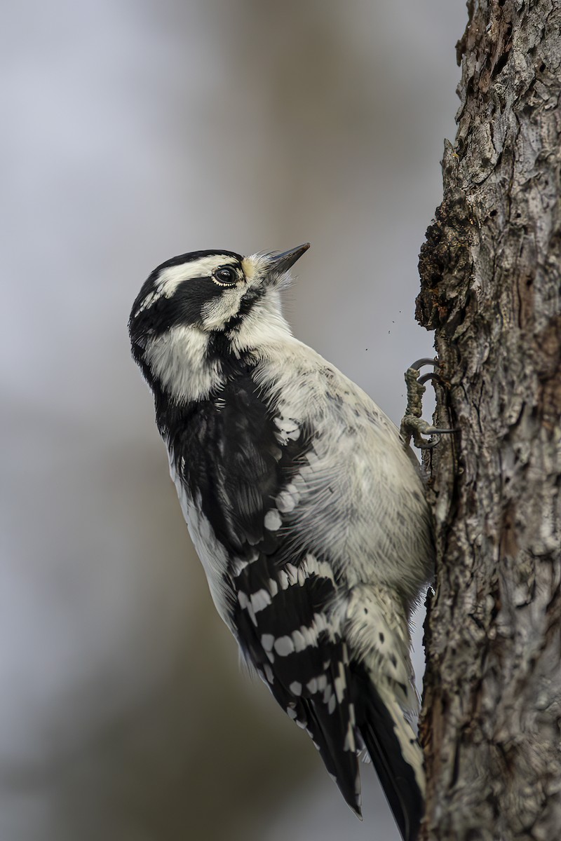 Downy Woodpecker - ML645275045
