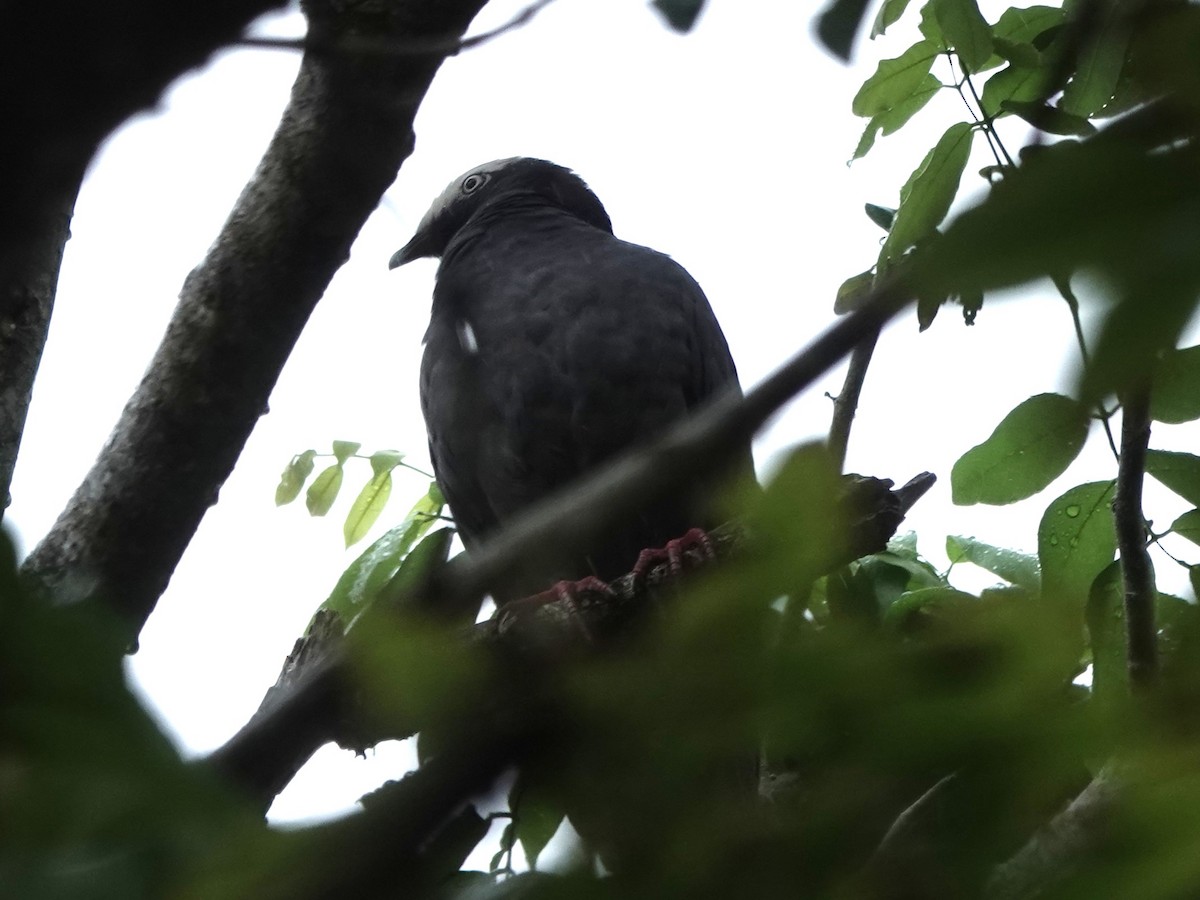 White-crowned Pigeon - ML645275047