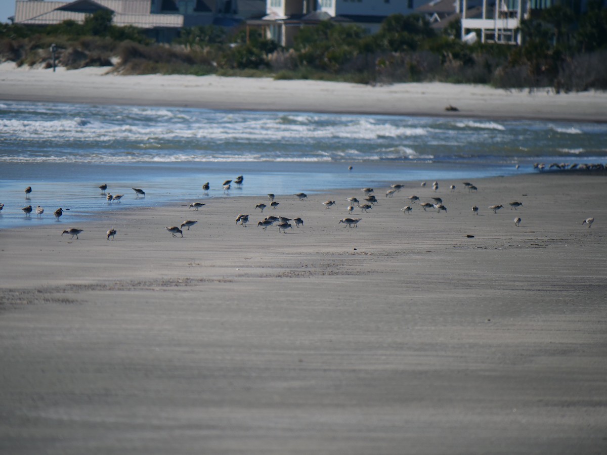 Red Knot - ML645275066