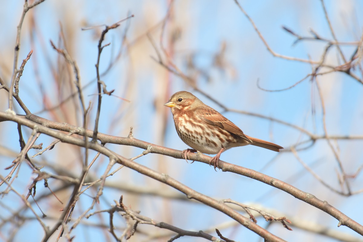 Fox Sparrow - ML645275071