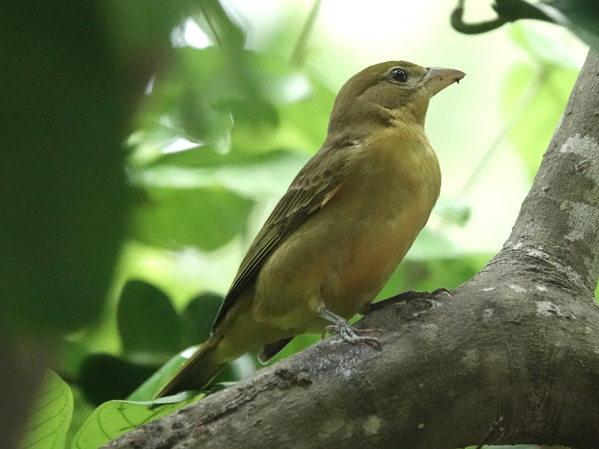 Summer Tanager - ML645275072