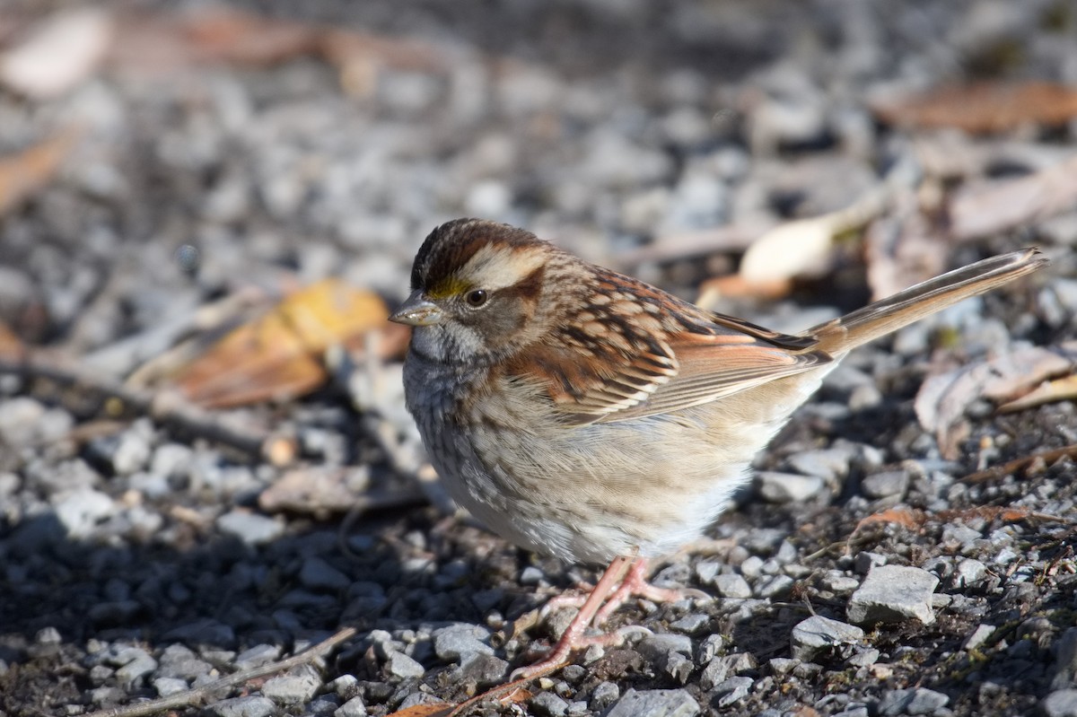 White-throated Sparrow - ML645275078
