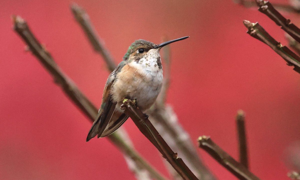 Rufous Hummingbird - ML645275097