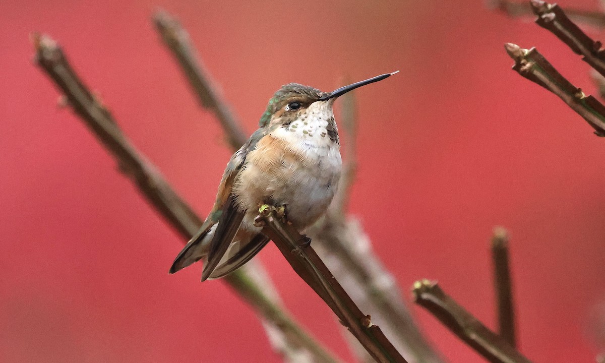 Rufous Hummingbird - ML645275100