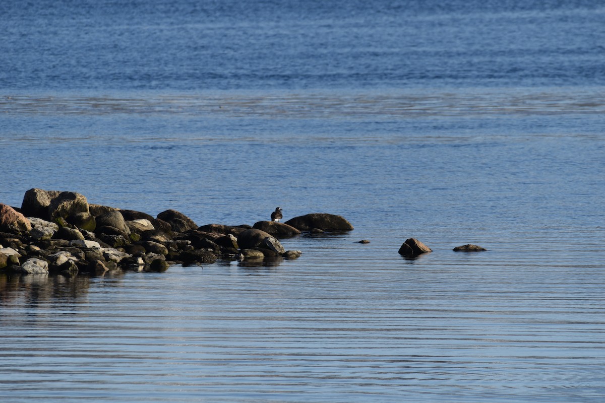 Long-tailed Duck - ML645275101