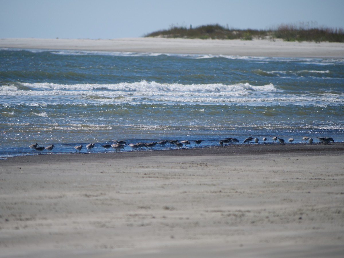 Red Knot - ML645275104