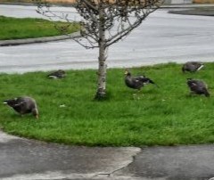 Graylag Goose - ML645275105