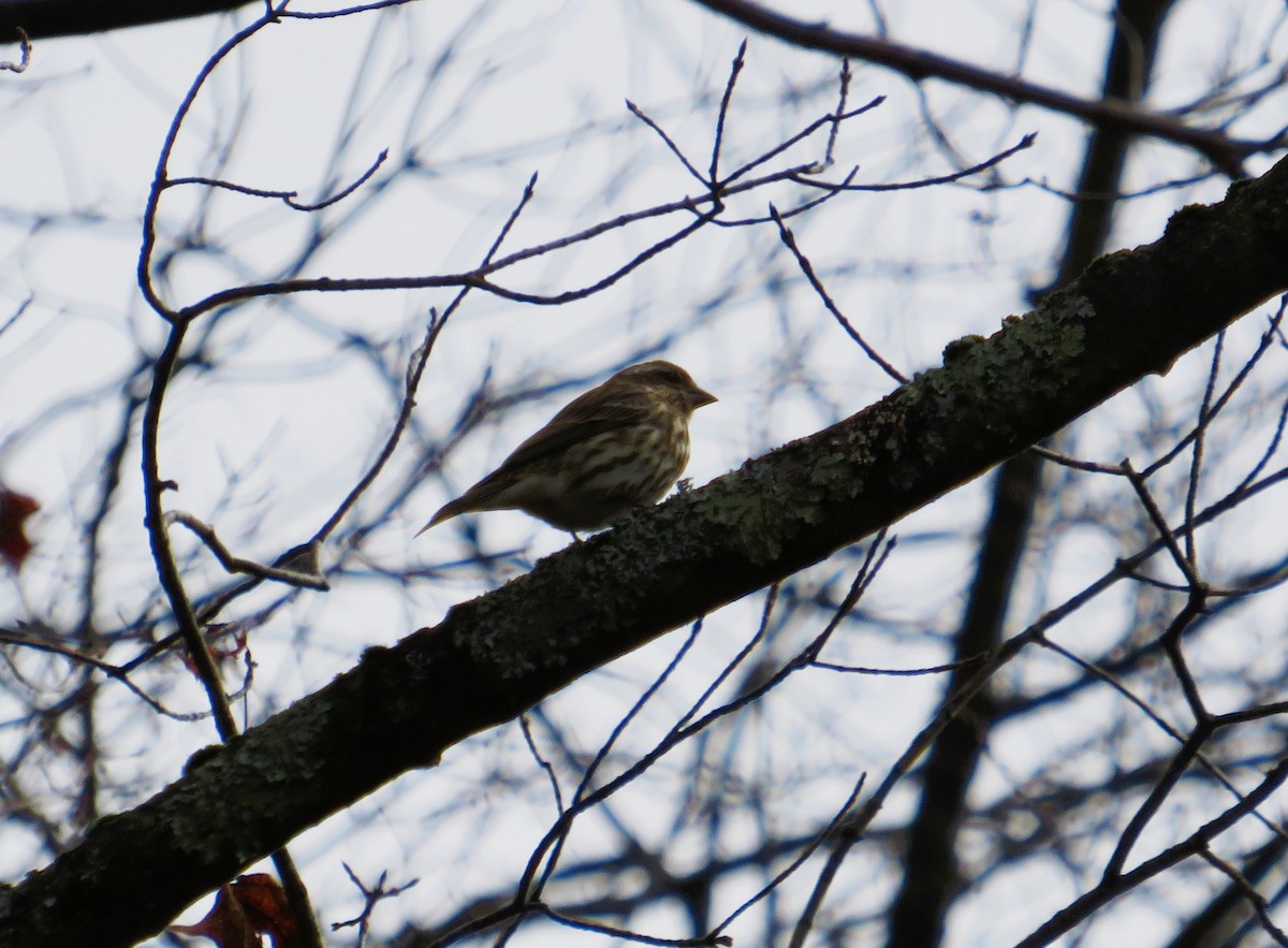 purpurfink - ML645275108