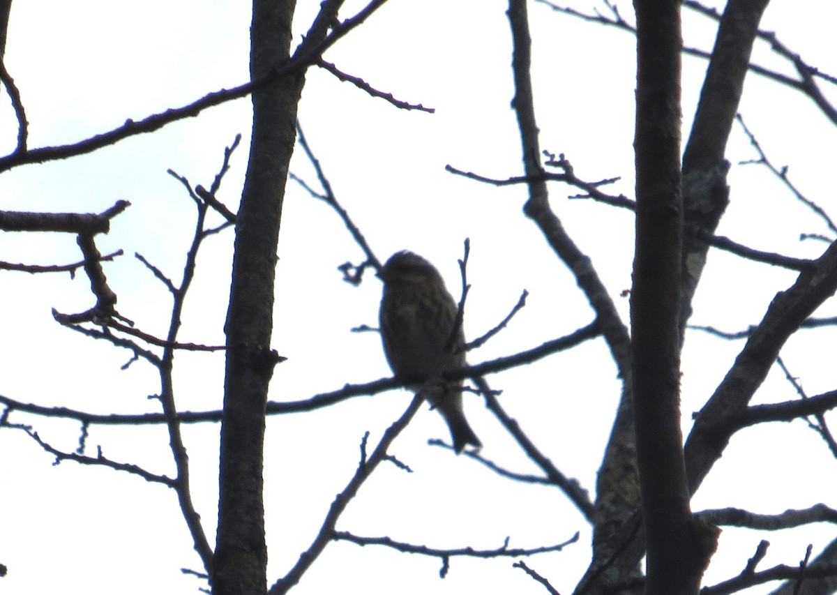 purpurfink - ML645275110