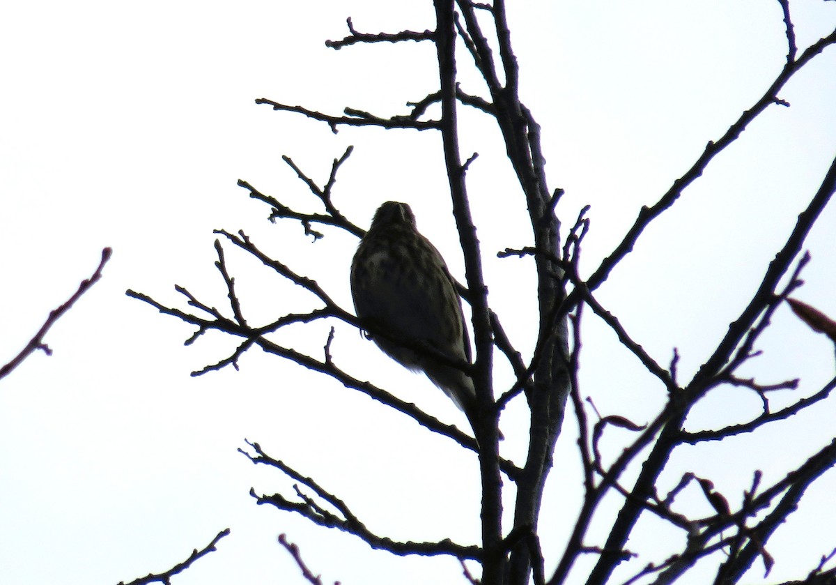 purpurfink - ML645275119