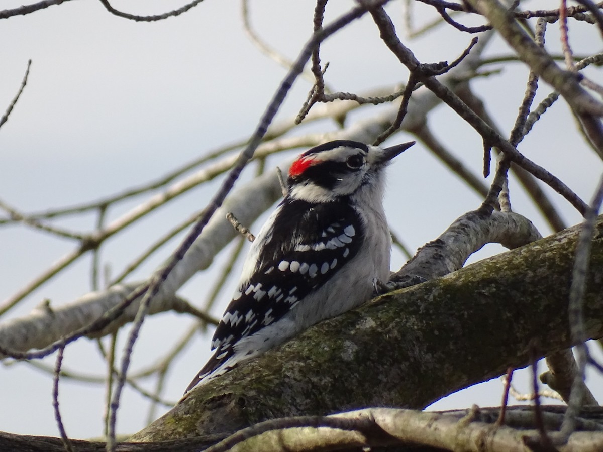 Downy Woodpecker - ML645275123