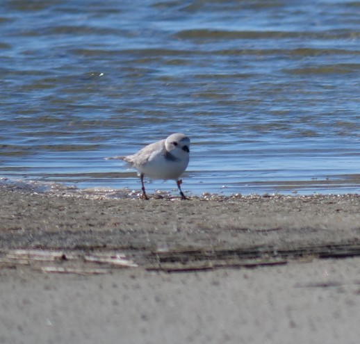 Piping Plover - ML645275126