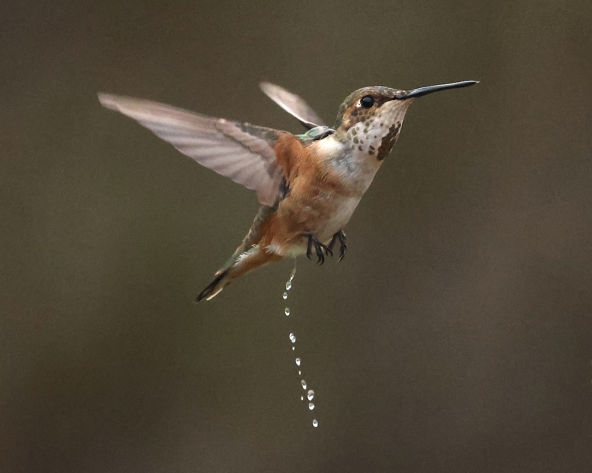 Rufous Hummingbird - ML645275131
