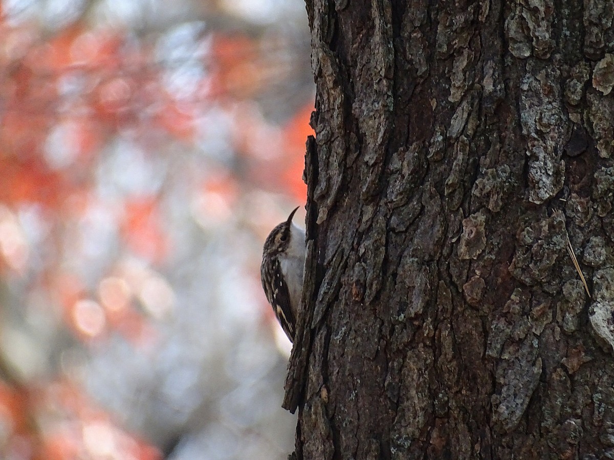 Brown Creeper - ML645275133