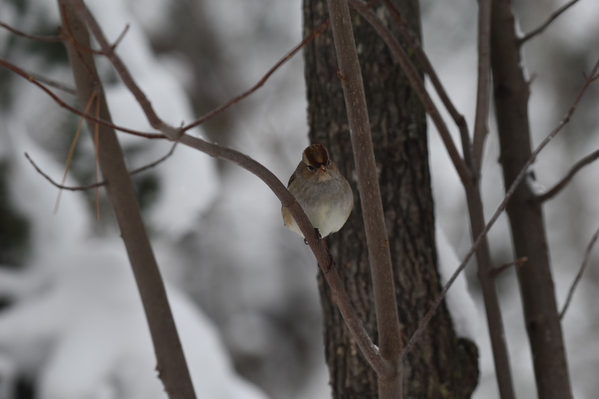 White-crowned Sparrow - ML645275143