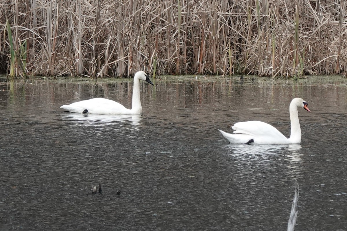 Trumpeter Swan - ML645275164