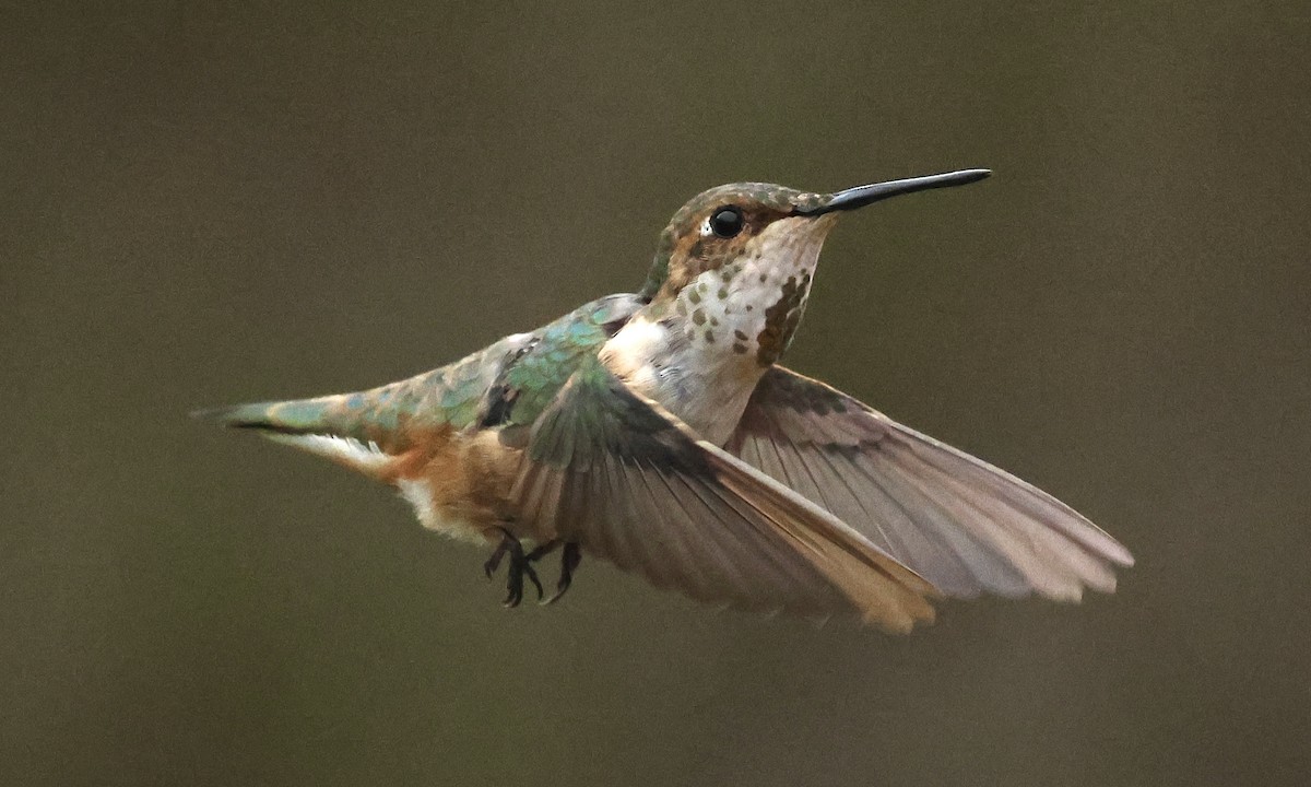 Rufous Hummingbird - ML645275193