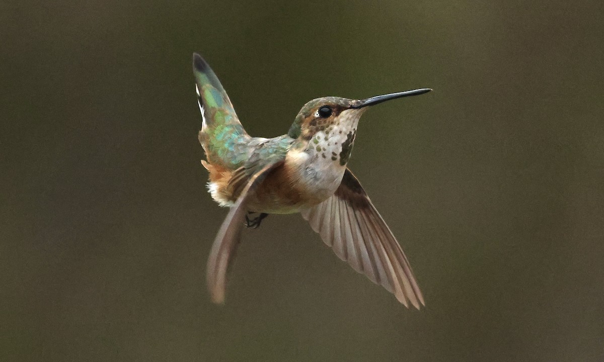Rufous Hummingbird - ML645275194