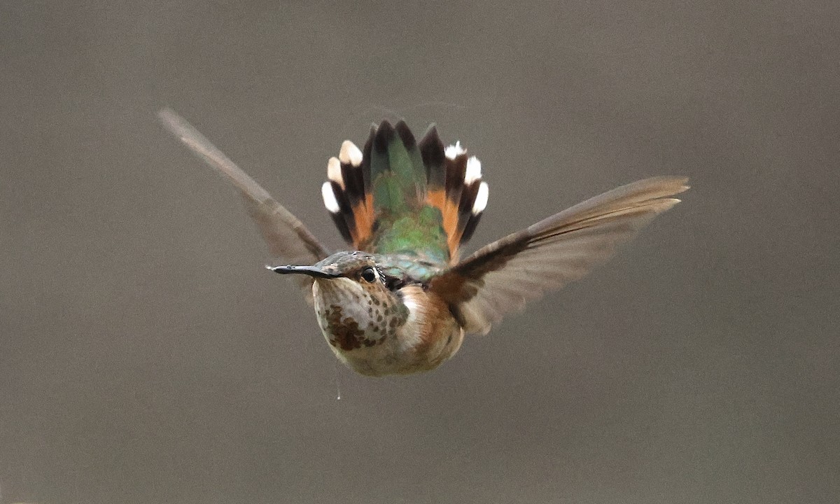 Rufous Hummingbird - ML645275195