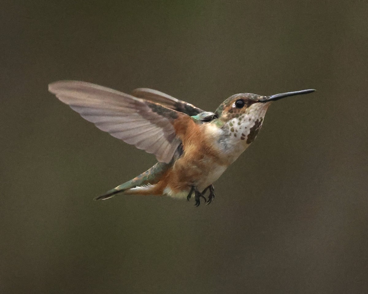 Rufous Hummingbird - ML645275196