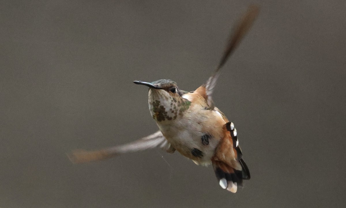 Rufous Hummingbird - ML645275199