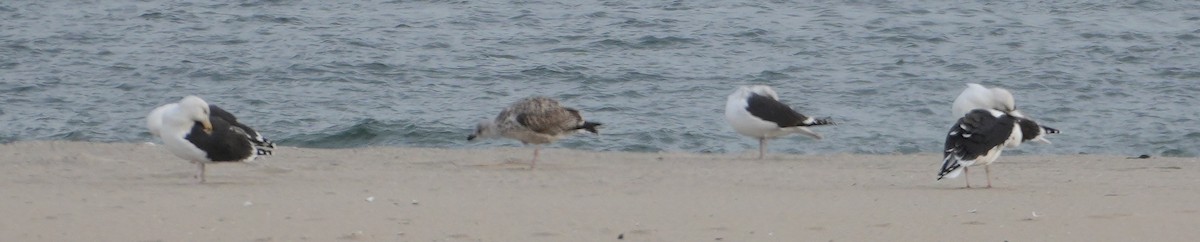 Büyük Kara Sırtlı Martı - ML645275218