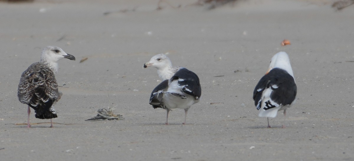 Büyük Kara Sırtlı Martı - ML645275219