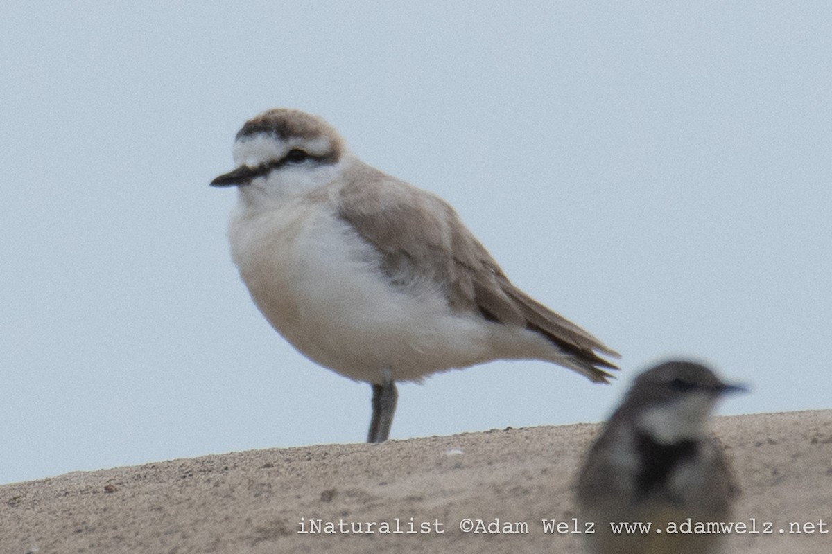 White-fronted Plover - ML645275225