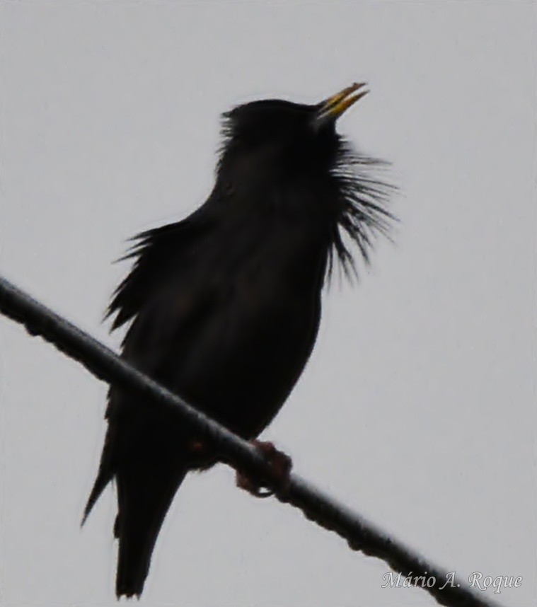 Spotless Starling - ML645275240