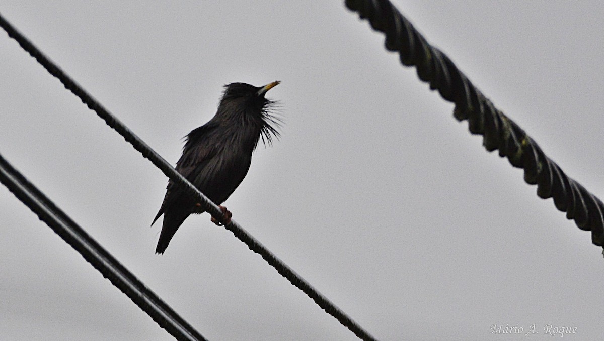 Spotless Starling - ML645275241
