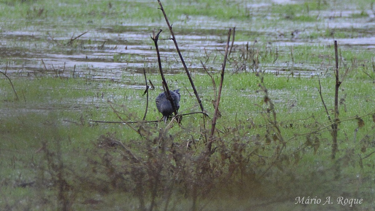 Spotless Starling - ML645275242