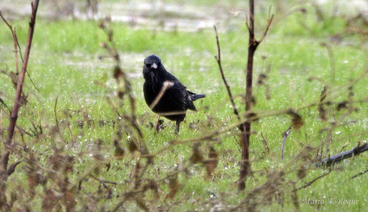 Spotless Starling - ML645275243