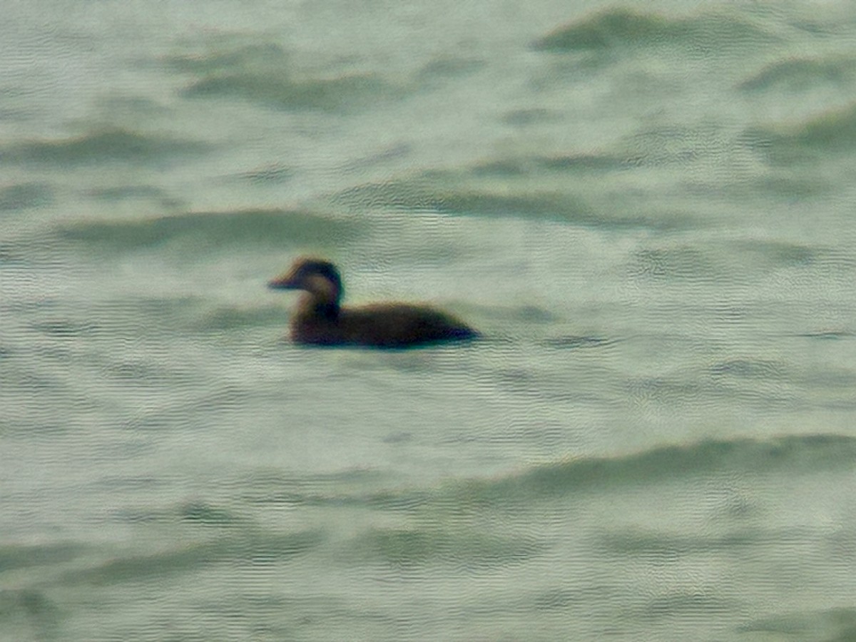 turpan žlutozobý - ML645275248