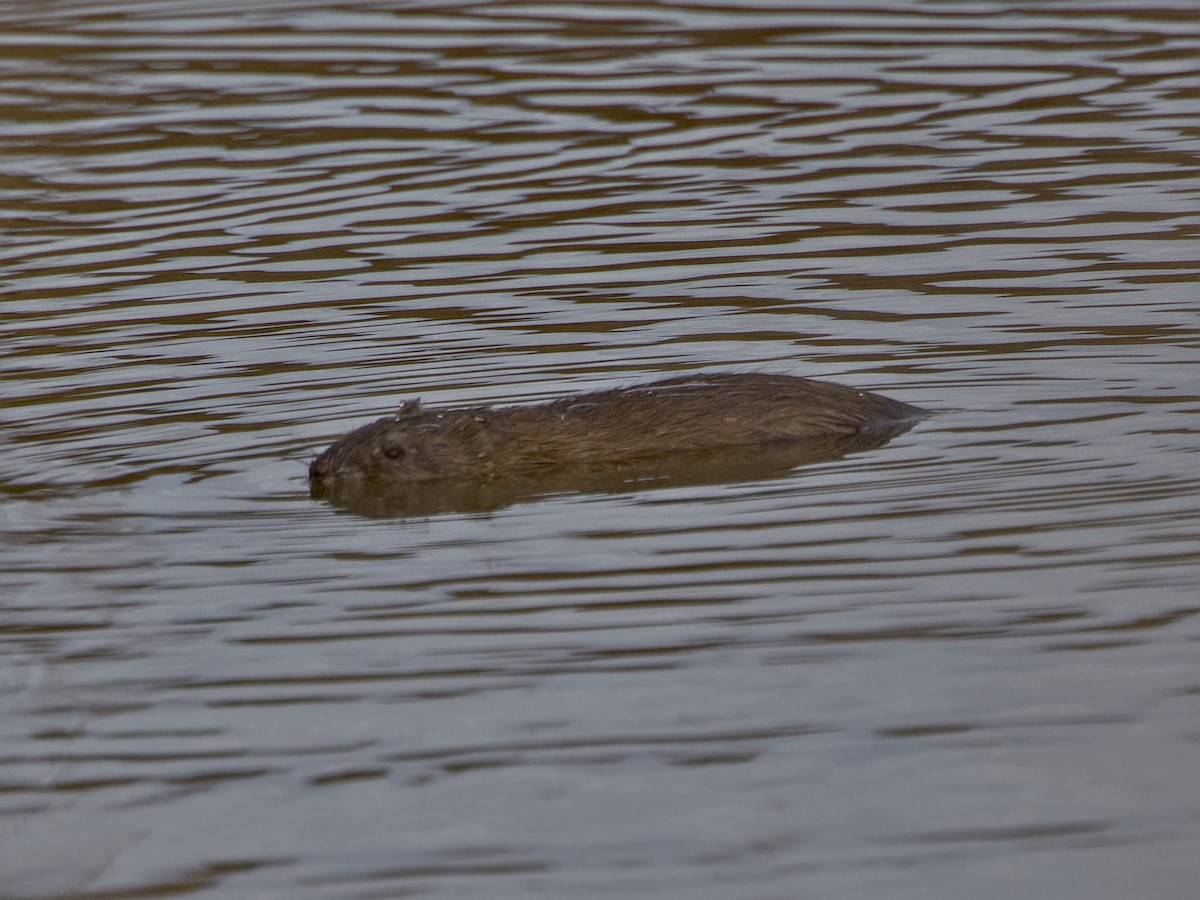 Muskrat - ML645275260