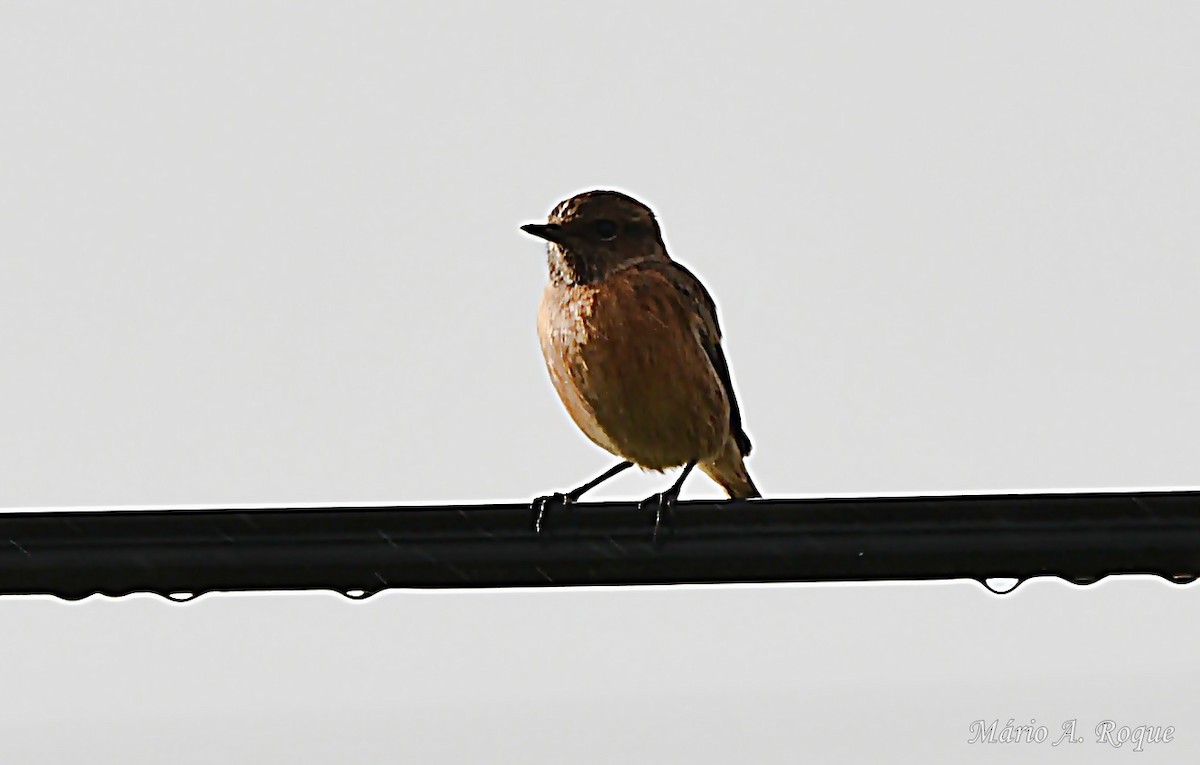 European Stonechat - ML645275263