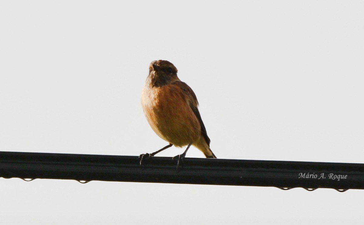 European Stonechat - ML645275264