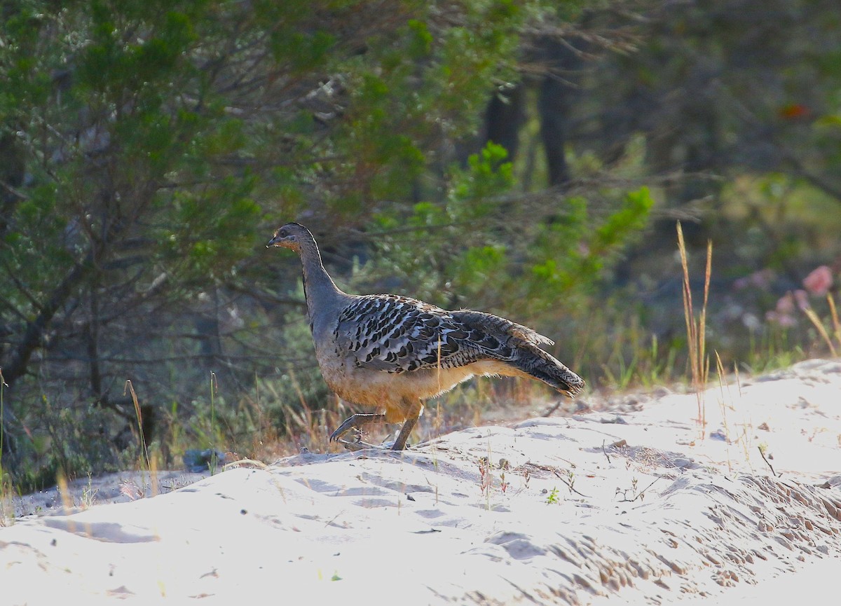 Malleefowl - ML645275272