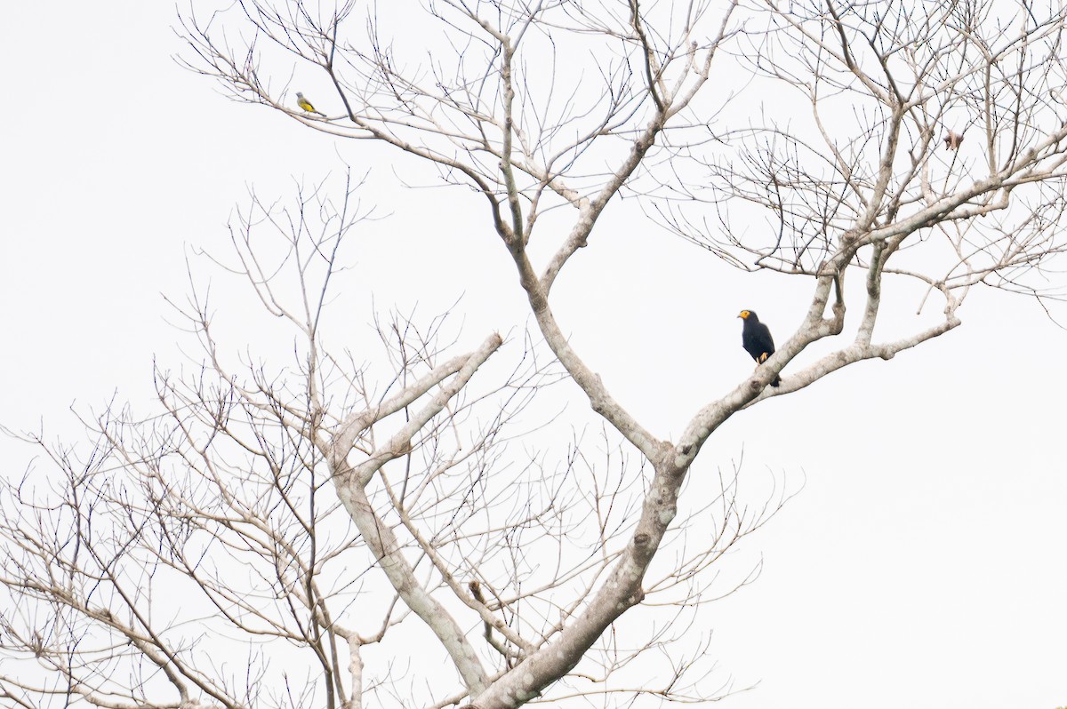 Siyah Karakara - ML645275274