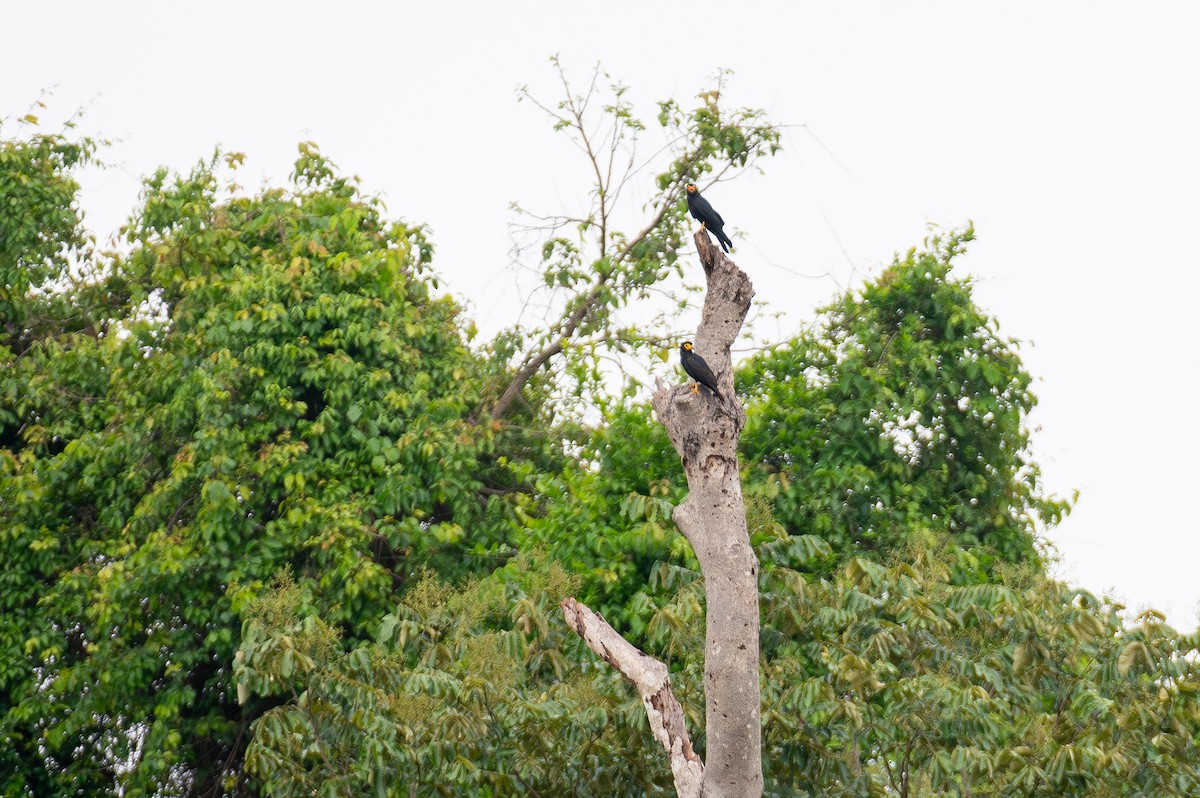 Siyah Karakara - ML645275275