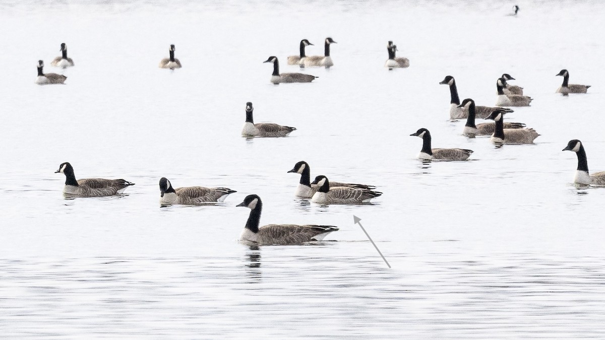 小加拿大雁 - ML645275281