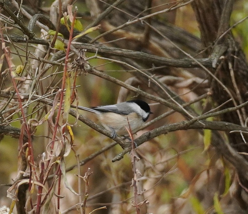 Carolina Chickadee - ML645275282