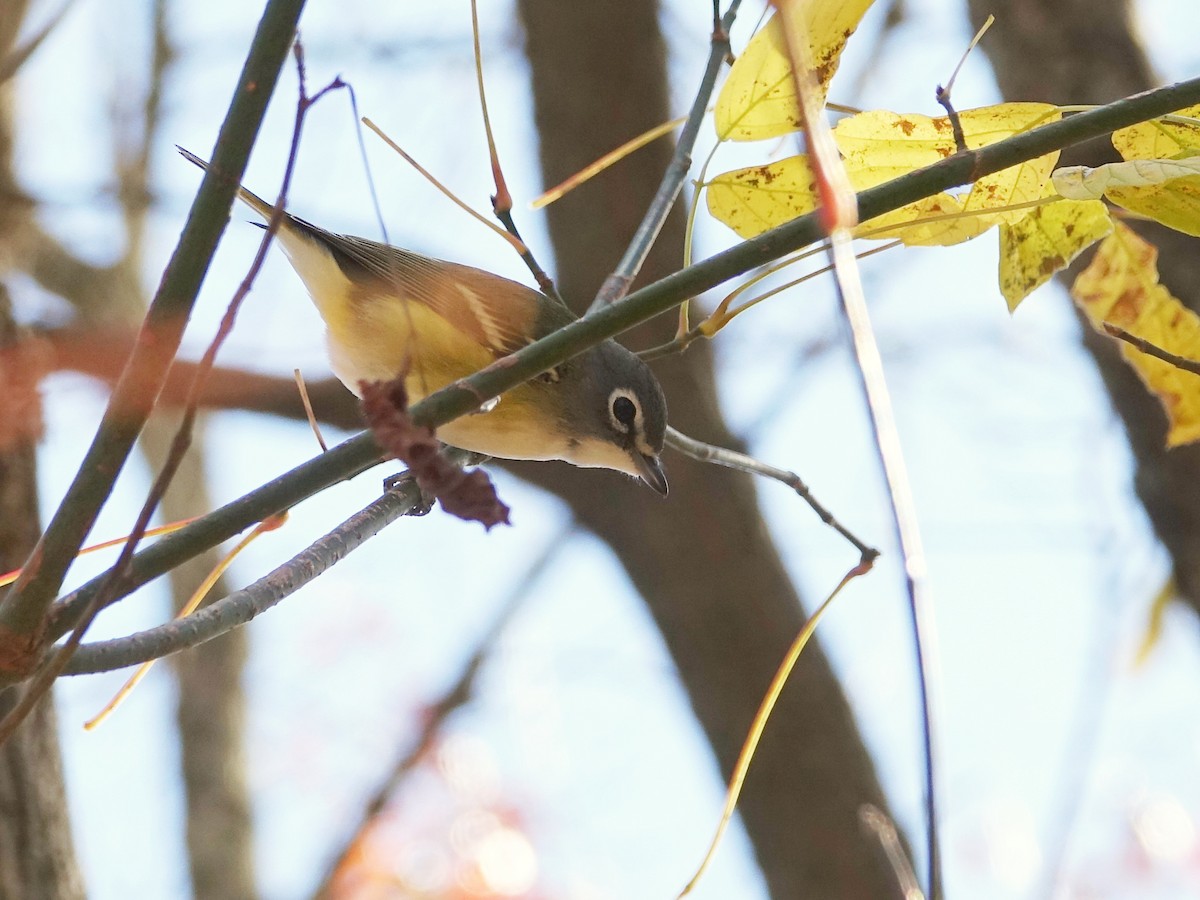 フタスジモズモドキ - ML645275284