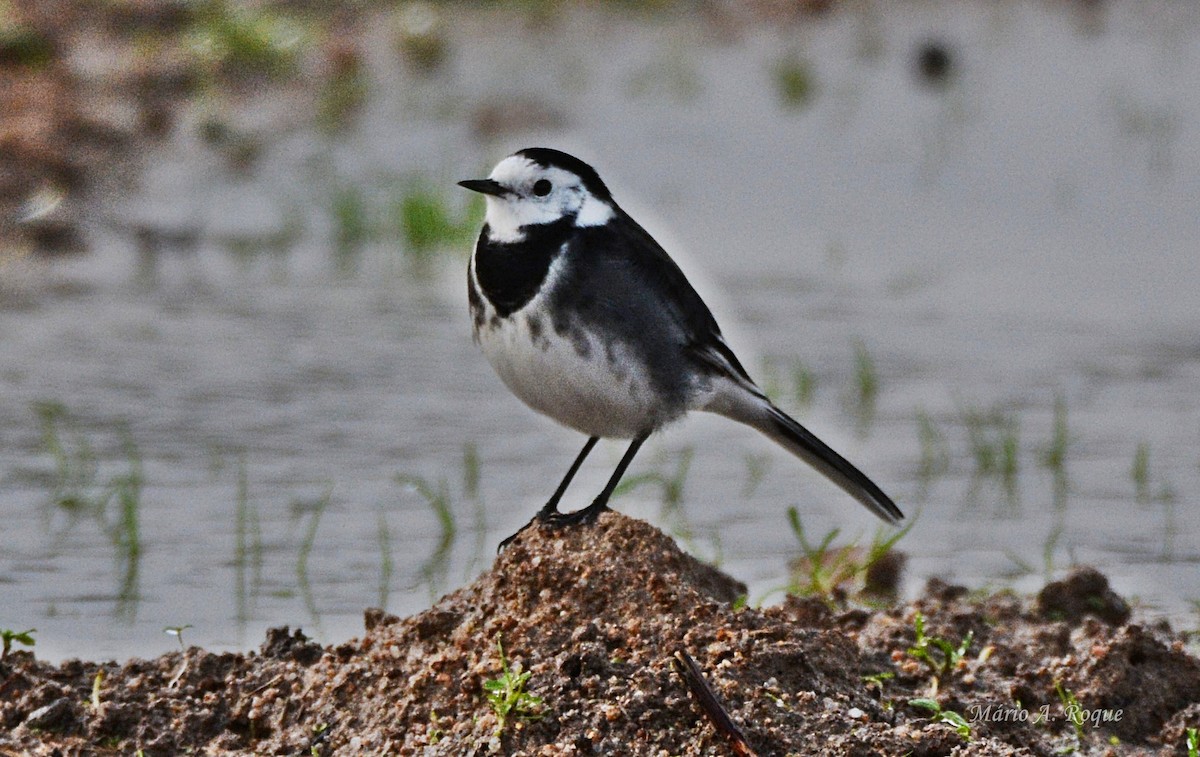Lavandera Blanca (Enlutada) - ML645275285
