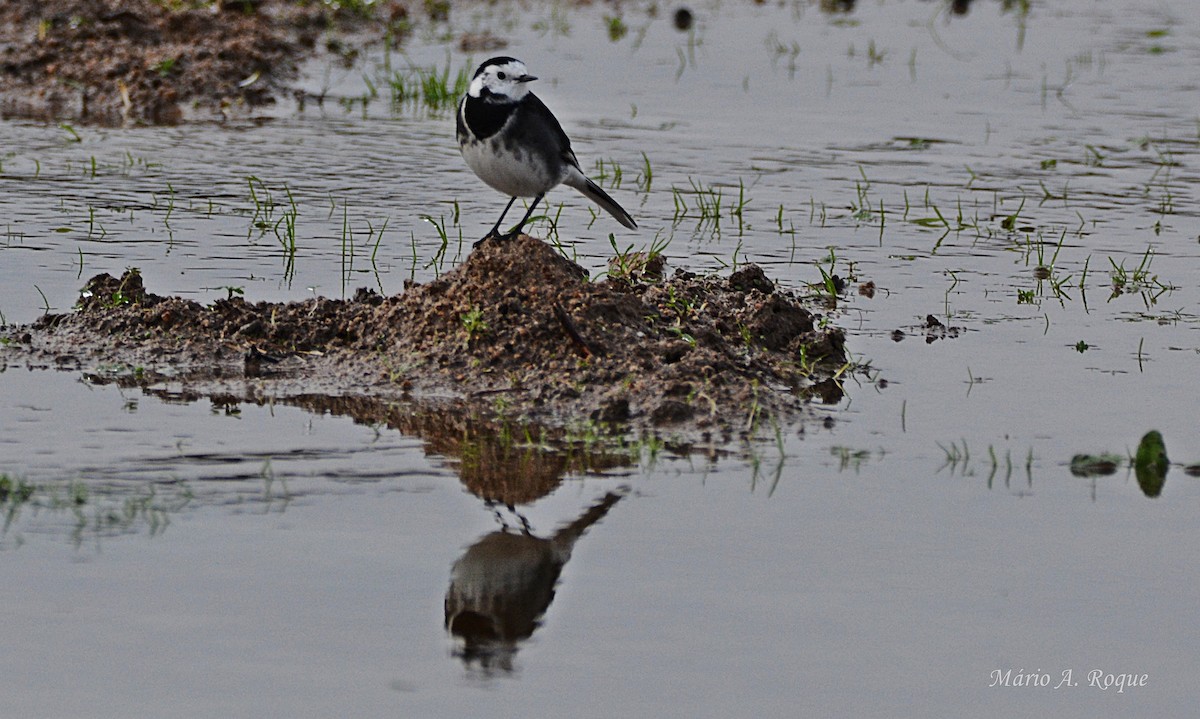 Lavandera Blanca (Enlutada) - ML645275286