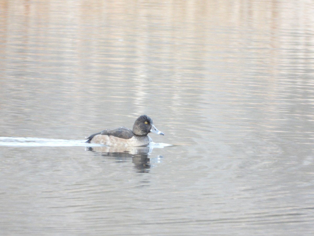 Murgilari lepokoduna - ML645275289