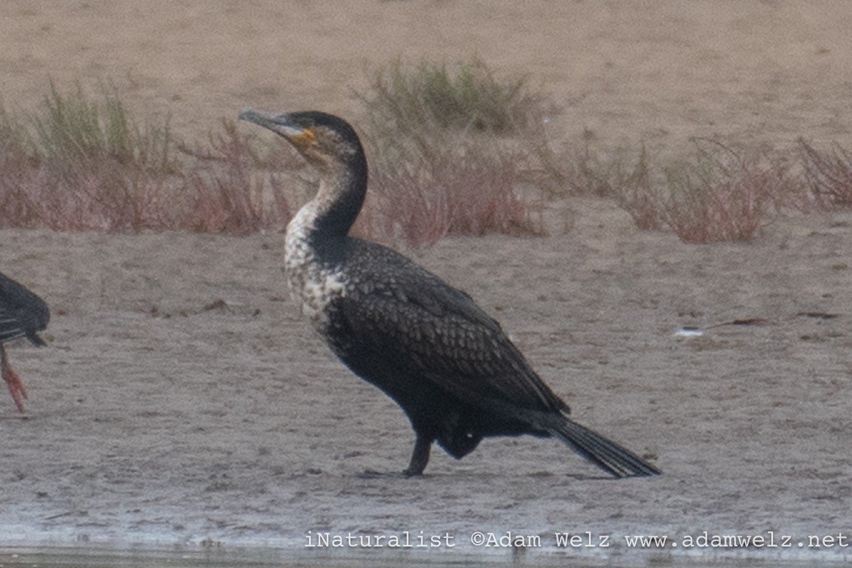 Great Cormorant (White-breasted) - ML645275293