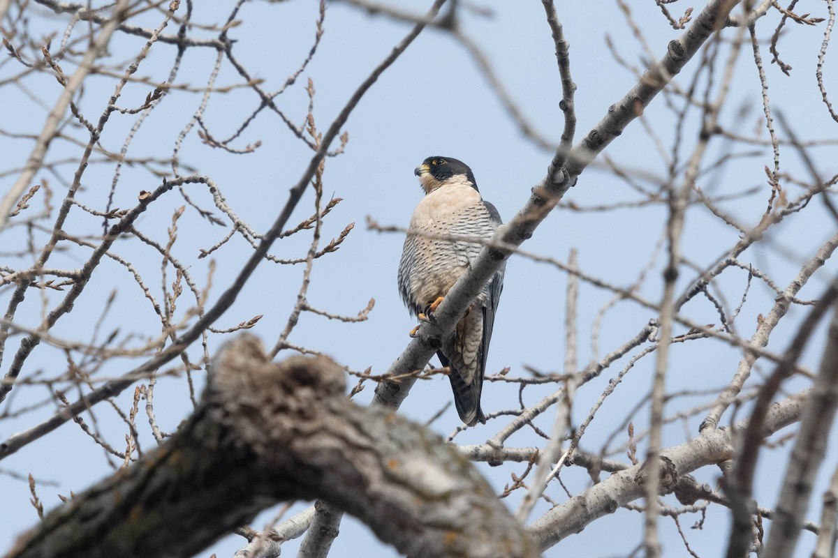 Peregrine Falcon - ML645275296